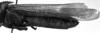 CollectionObject 1532753; 233aaa2a-57e8-4da6-9f0f-6c34c6adac59: Image Carbonell, C.S. female, lateral view (holotype). (CollectionObject).