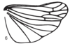 Hind wing on Cordela rubra Gnezdilov, 2019: (Observation).