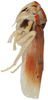 Habitus, lateral view on Brazosa mildredireanae Pinedo-Escatel & Dietrich, 2020: (Observation).