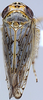 Habitus, dorsal view on Discolopeus thigmacaenus (Stiller, 2019) now Discolopeus thigmacaenus Stiller, 2019: Habitus, male, dorsal view (from Wiedouw). (Observation).