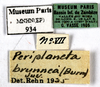 CollectionObject 1587385; MNHN(SF IMPORT DUPLICATE) MNHN-EP-EP934, 2bfd4668-f53a-428e-b759-c95ed4db234e: CC BY-NC-ND 4.0/MNHN - Depraetere Marion - 2014. Non type, sex unknown. Specimen number: MNHN-EP-EP934. http://coldb.mnhn.fr/catalognumber/mnhn/ep/ep934. (CollectionObject).