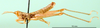 CollectionObject 1502090; ae68093e-88d6-4002-9841-a8186ae75f46: male, lateral view, topotype. (CollectionObject).