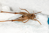 CollectionObject 1531297; 727f9087-bf3f-4eca-9c40-db81d8fce988: female, ventral view (holotype). (CollectionObject).
