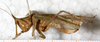 CollectionObject 1531627; 7f91883d-5c6a-473a-8ec2-8d3260466103: female, lateral view (holotype). (CollectionObject).