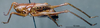 CollectionObject 1504999; 6fbb5288-90ad-4e75-9fca-7cf665f8355d: male, lateral view (syntype). (CollectionObject).