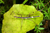 Micrarchus hystriculeus (Westwood, 1859): copyright Paul D. Brock. female nymph, Wellington, Otari-Wilton's Bush, 15 February 2015. (Otu).