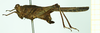 CollectionObject 1572895; ef38ac66-6d95-462c-afbd-61367e9c8d1c: female, lateral view (paralectotype). (CollectionObject).