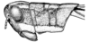 Aleuas vitticollis Stål, 1878: Fig. 19E. male, from Paraguay, Paraguarí, Sapucay. (Otu).