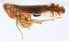 Habitus, lateral view: !! display not done !! on Stenocranus (Codex) vittatus (Stål, 1862): (Observation).