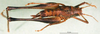 CollectionObject 1500378; 0d3d9253-cc6f-4062-afcd-9fc220ee55ec: male habitus dorsal view (syntype). (CollectionObject).