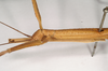 CollectionObject 1559544; NHMUK(SF IMPORT DUPLICATE) 844765, 1838d0fb-ec8e-40a8-a421-19c94646a90b: copyright Natural History Museum, London. female: head and part of thorax, lateral view (holotype). (CollectionObject).