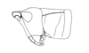 Paracrites pichis Rehn, 1942: Fig. 152. female head and pronotum, lateral view. (Otu).