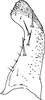 Subgenital plate, ventral view on Arboridia (Arboridia) ochracea Song & Li, 2015: (Observation).