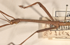 CollectionObject 1559405; 1046c8d2-723b-4527-b54c-82f230e1a3ee: copyright OUMNH. male: head & thorax, lateral view of synonym Phasma (Lonchodes) uniforme (holotype). (CollectionObject).