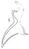 Stylus: !! display not done !! on Balclutha abdominalis (Van Duzee, 1892): Stylus. (Observation).