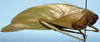 Lamprophyllum micans Hebard, 1924: female allotype (tegmina 45 mm, Hebard 1924). (Otu).