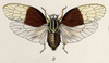 Habitus, dorsal view: !! display not done !! on Oecleus seminiger Stål, 1862: (Observation).