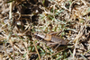 CollectionObject 1598771; 6c4b5992-b4ab-4507-a440-5dfcc1c2975c: male. (CollectionObject).