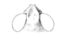 Nebulatettix pallidus (Bruner, 1893): Fig. 27H. fastigium, dorsal view. (Otu).
