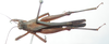 CollectionObject 1543661; c0d8efc2-f248-4c47-a203-0b27ee090307: male, dorsal view (lectotype). (CollectionObject).