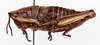 CollectionObject 1504683; 3e33759e-dddd-41ca-bd8b-45d99d62d8f5: female, lateral view (holotype of Monistria zebrata). (CollectionObject).