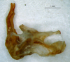 CollectionObject 1521414; fe68ce02-3220-4202-9f87-e3c6ad6f8a03: male, phallus (holotype). (CollectionObject).