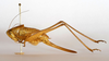CollectionObject 1575361; eb35b2b2-a71f-415d-8ddc-f777d1482167: female, lateral view (syntype). (CollectionObject).