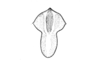 Urubamba aptera Bruner, 1913: Fig. 22. female epiproct. (Otu).