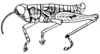 Arminda fuerteventurae Holzapfel, 1972: Fig. 1 B. male habitus. (Otu).