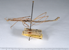 CollectionObject 1563618; 44ca52b2-7992-4958-84fd-693f6f5449b0: copyright ANSP. male, lateral view (paratype). (CollectionObject).