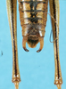 CollectionObject 1583463; 5a0c0941-6f7e-411c-99df-2ce01201e07b: male abdomen tip, dorsal view. (CollectionObject).