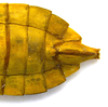 Sternite VII (female) on Caetana pulchra Domahovski, Gonçalves, Takiya & Cavichioli, 2019: Female paratype: apical portion of abdomen, ventral view. (Observation).