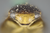 Head: !! display not done !! on Clastoptera funesta Stål, 1854: (Observation).