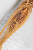 CollectionObject 1534181; de615154-af35-4605-848c-5b35b224c046: Male, ventral view (syntype). (CollectionObject).