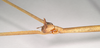CollectionObject 1558214; NHMUK(SF IMPORT DUPLICATE) 844988, 59a99543-1f66-4225-b795-7462af053b1c: copyright Natural History Museum, London. female: head and upper thorax, lateral view of Bacillus cuniculus (syntype). (CollectionObject).