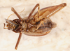 CollectionObject 1523730; 931255aa-f604-41a0-b50c-d18b3b77de3c: male, ventral view (holotype). (CollectionObject).