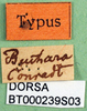 labels (syntype). Depicts CollectionObject 1500529; 031c86f0-42a6-4383-bff3-23006629d717, a CollectionObject.