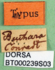 CollectionObject 1500529; 031c86f0-42a6-4383-bff3-23006629d717: labels (syntype). (CollectionObject).