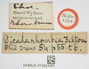 CollectionObject 1534260; 1f3bbcdf-ac0d-4ce7-b96f-bc09475e0686, NHMUK010924391: labels (holotype). (CollectionObject).