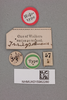 CollectionObject 1517838; bff97af5-bd85-49de-9254-cf4e27f499df, NHMUK015982280: labels (holotype). (CollectionObject).
