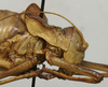 CollectionObject 1535959; 6f79ee15-dc38-4516-b718-cca6615d0ba6: female pronotum, lateral view (paralectotype). (CollectionObject).