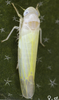 Habitus, dorsal view on Edwardsiana rosaesugans (Cerutti, 1939): Abdomen, sternal apodemes, ventral view. (Observation).