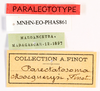 CollectionObject 1587922; 39ebe9d9-c752-4007-a0de-f1bb42547e14: copyright MNHN, Paris. female, data labels (paralectotype). (CollectionObject).;CollectionObject 1587923; 30b3cc37-d06d-46ab-8353-fad197ebebee: copyright MNHN, Paris. female, data labels (paralectotype). (CollectionObject).