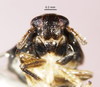 Head: !! display not done !! on Pissonotus divergens Bartlett, 2000: (Observation).