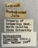 Other on Bythopsyrna tineoides (Olivier, 1792): (Observation).