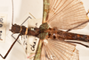 CollectionObject 1557583; 019e134f-8302-4d81-9a57-ddccfbb0fdf0: copyright OUMNH. female: head & thorax, dorsal view (holotype). (CollectionObject).