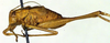 CollectionObject 1500649; d6e67def-a273-474a-b973-eeb11d67219e, DORSA BTisoschS01: male, lateral view (syntype). (CollectionObject).