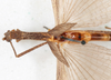 CollectionObject 1560991; NMW 227, 7fa38c3f-f13b-4740-bc05-bac1a831a840: copyright NMW, Vienna. female: head & thorax, dorsal view (holotype). (CollectionObject).