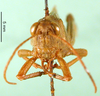 CollectionObject 1500264; d6d1cc3c-afba-4595-8d60-b1a11ac1a992, MfN 7121: male, frontal view (paralectotype). (CollectionObject).