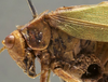 CollectionObject 1505672; 09a4f6c0-d0d0-46de-8356-446ab98a5f98: male pronotum, lateral view (holotype). (CollectionObject).